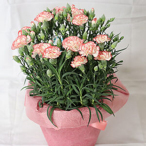 カーネーション 鉢植