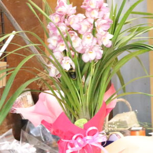 シンビジューム 鉢植