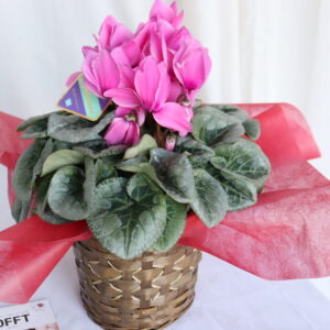 シクラメン・ワーリーギグ・ピンク