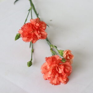オレンジのスプレーカーネーション