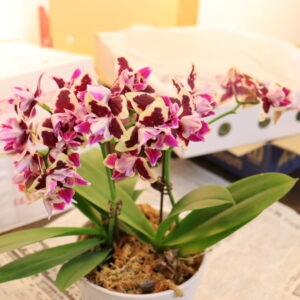 花鉢 ファレノプシス・ヨシュアツリー