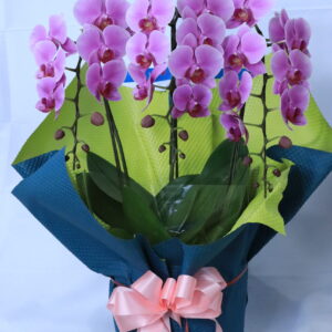 花鉢 ミディー胡蝶蘭 ピンク