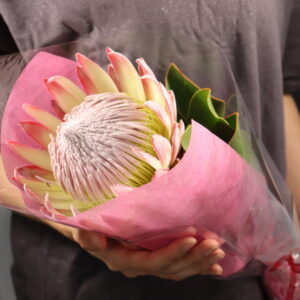 キングプロテア 花束