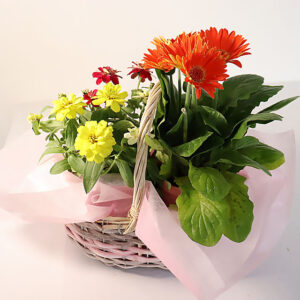 花鉢植え 2鉢セット