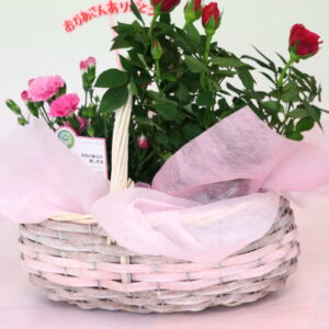 カーネーション 鉢植