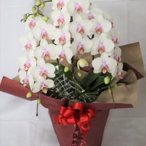 花鉢 ミディー胡蝶蘭 白