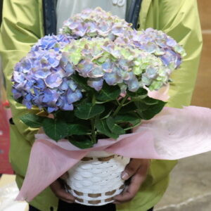 あじさい 鉢植
