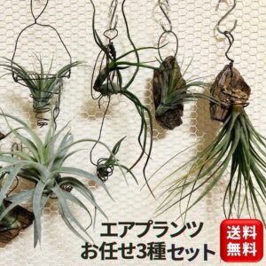 エアプランツ 3個セット Mサイズ