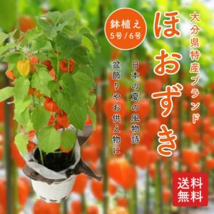 鉢植えほおずき 5号・6号