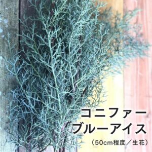 コニファー ブルーアイス クリスマス花材 クリスマスタワー ツリー 切り花
