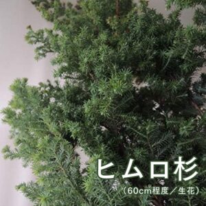 ヒムロ杉 60cm 5本
