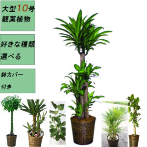 大型観葉植物 10号(種類選択)