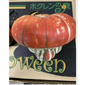 レッドターバンかぼちゃ 1個