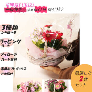 季節の鉢植え 2鉢セット