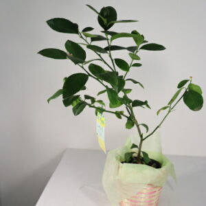 レモン鉢植え 5号