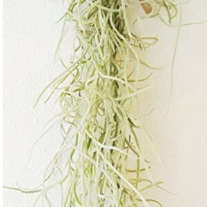 スパニッシュモス 20g 約40cm