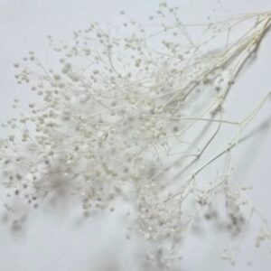 プリザーブドかすみ草 小分け