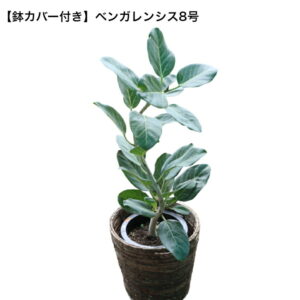 ベンガレンシス 8号 90cm〜100cm ゴムの木