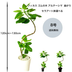 フィカス アルテシマ 白石付き アルテシーマ 8号鉢 90〜130cm前後