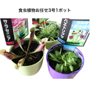 食虫植物 3.5号 おまかせ
