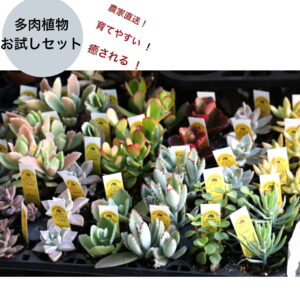 多肉植物 お試し3個セット
