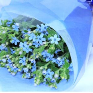 ブルースター 20本花束 生花 フラワーギフト