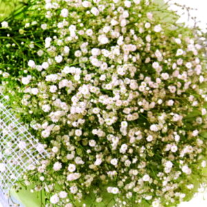 かすみ草5本 「清らかな心」 「感謝」 花束 アレンジメント秀品sサイズ
