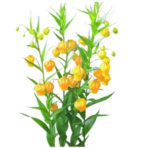 サンダーソニア5本