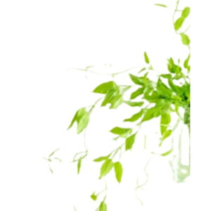利休草5本 「奥ゆかしさ」花束