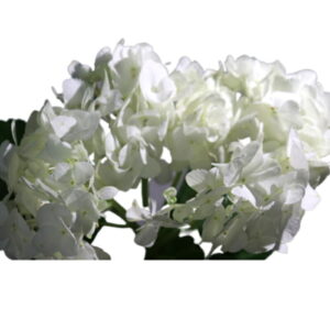 アジサイ(ハイドランジア)1本 色選べる「辛抱強い愛情」生け花 花束