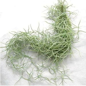 スパニッシュモス 30g 約50cm