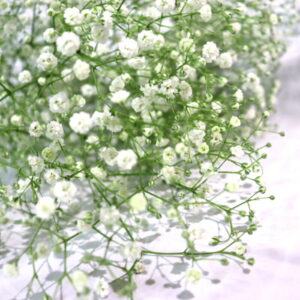 かすみ草5本 「清らかな心」 「感謝」 花束 アレンジメント秀品Lサイズ