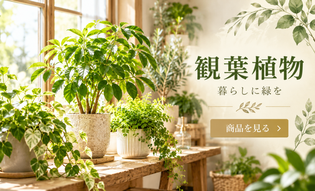 観葉植物の鉢植え