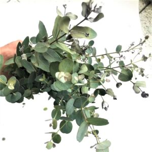 エダモノユーカリグニ 5本 切花