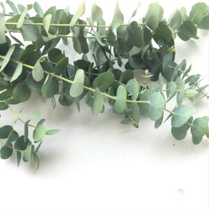 エダモノユーカリ香り 銀世界 5本 切花