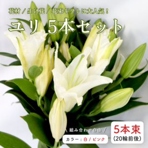 国産ユリ切り花 5本セット
