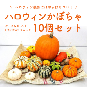 ハロウィン 生かぼちゃセット 10個
