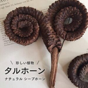 タルホーン 1個