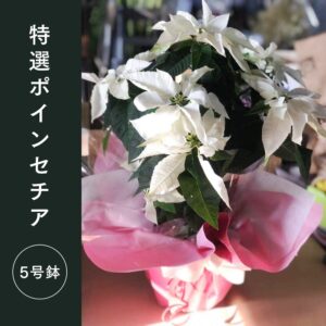 鉢カバー付き 特選ポインセチア 5号鉢 色選べる
