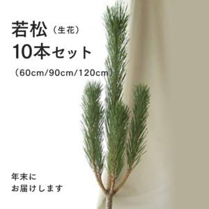 若松 10本（60・90・120cm）