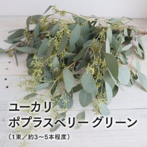 ユーカリ ポプラスベリー 1束