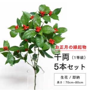 千両 5本 新春 お正月 縁起物 縁起花 金運 商売繁盛