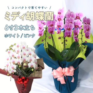 ミディ胡蝶蘭 6寸 3本立ち(ピンク)