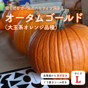 ハロウィン オータムゴールド L 生かぼちゃ