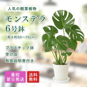 モンステラ 6号 プラ鉢 受け皿付き 観葉植物