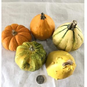ハロウィン 生かぼちゃ Sサイズ 5個