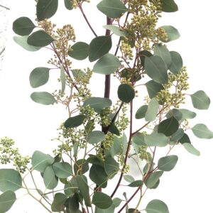 エダモノユーカリポポラスベリー 実付 など 1束 ( 約3本〜4本)切花