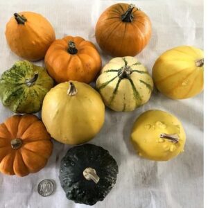 ハロウィン用の手のひらサイズ生かぼちゃセット