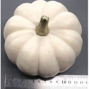 ハロウィン 白かぼちゃ 15cm前後